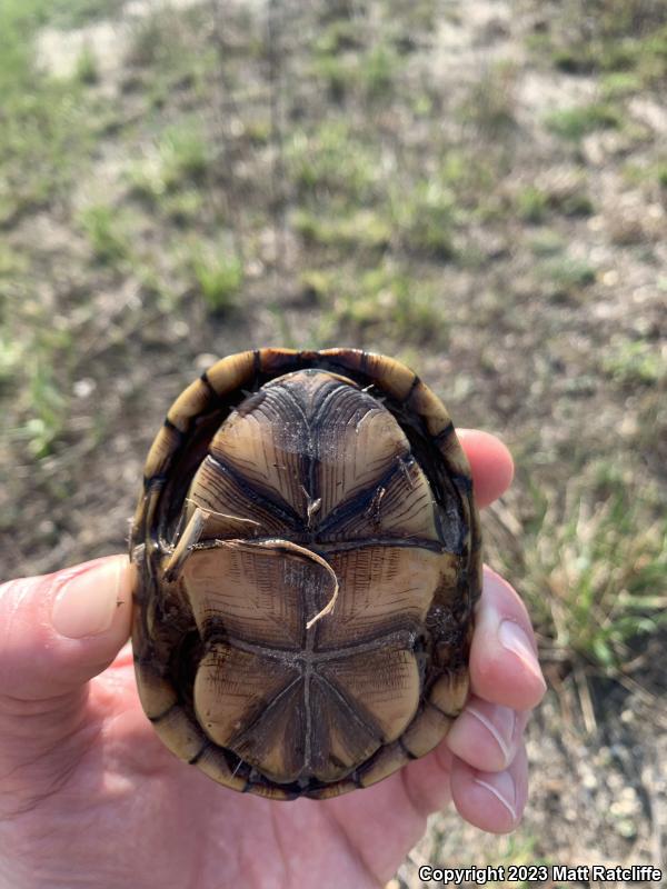 Eastern Mud Turtle (Kinosternon subrubrum subrubrum)