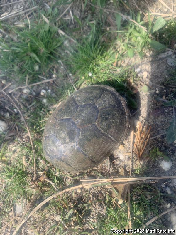 Eastern Mud Turtle (Kinosternon subrubrum subrubrum)