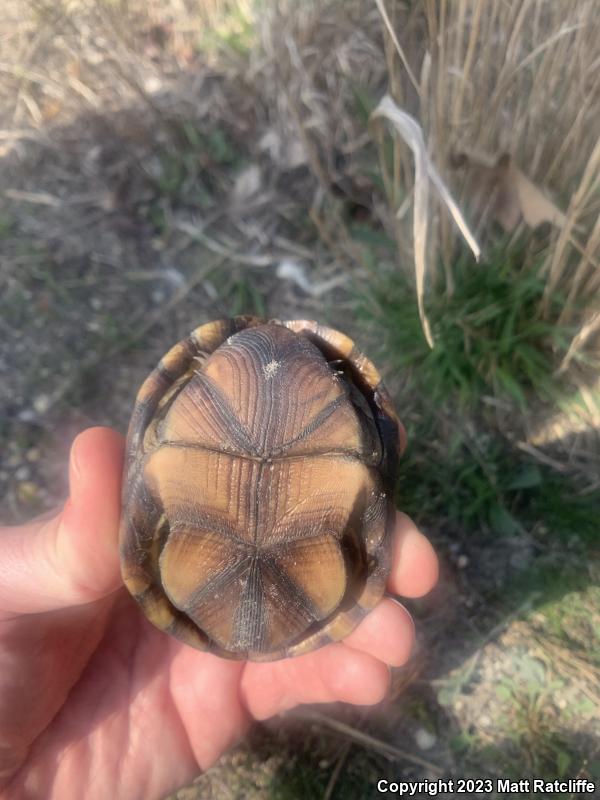 Eastern Mud Turtle (Kinosternon subrubrum subrubrum)