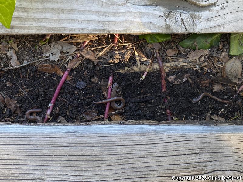 Garden Slender Salamander (Batrachoseps major major)