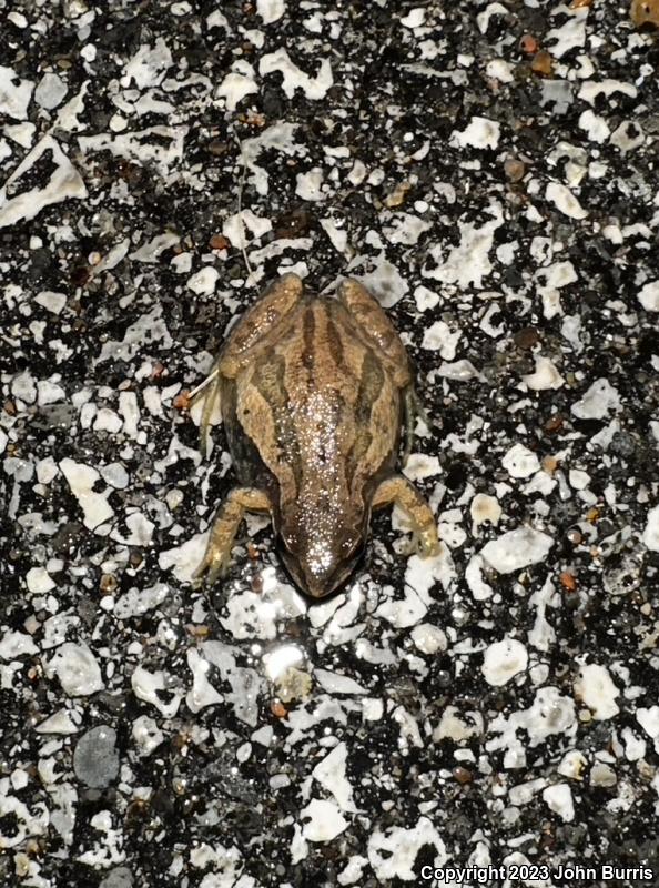 Boreal Chorus Frog (Pseudacris maculata)