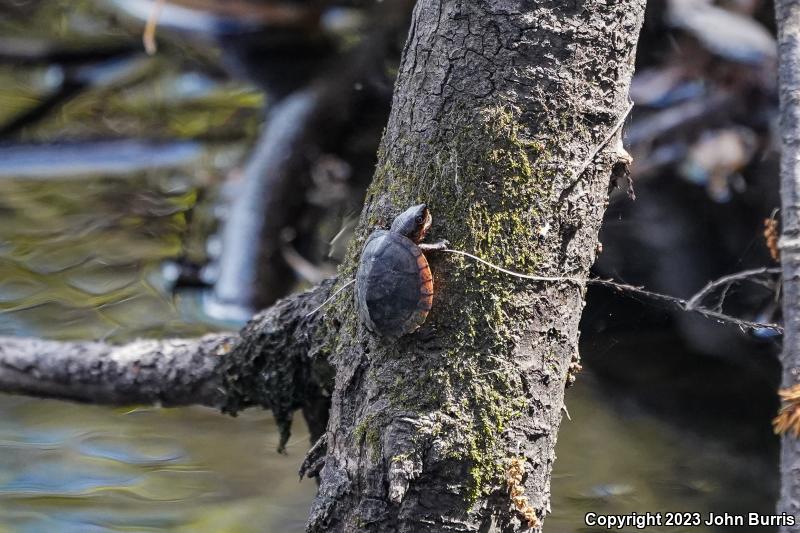 Eastern Musk Turtle (Sternotherus odoratus)