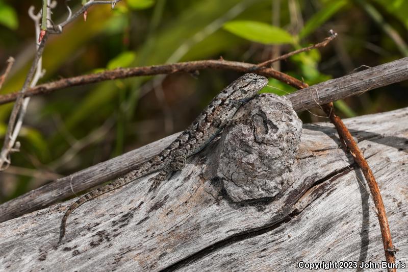 Eastern Fence Lizard (Sceloporus undulatus)