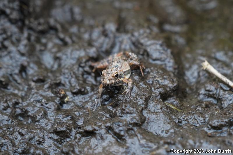 Florida Cricket Frog (Acris gryllus dorsalis)