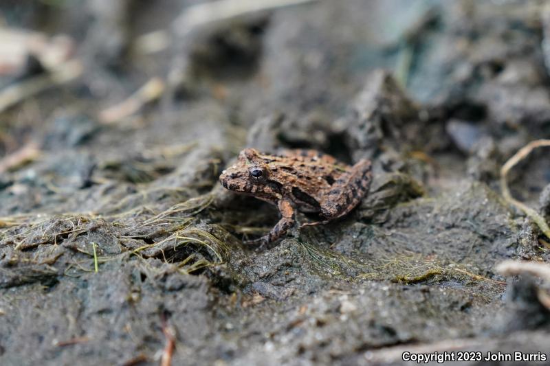 Florida Cricket Frog (Acris gryllus dorsalis)