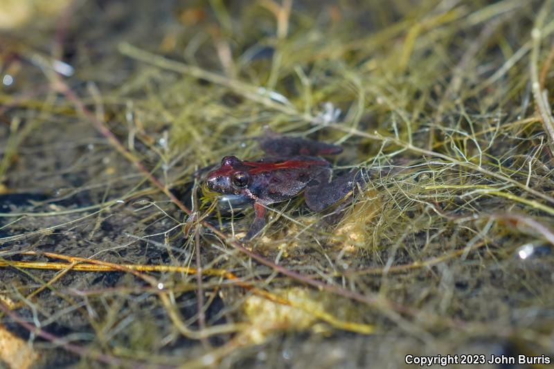 Florida Cricket Frog (Acris gryllus dorsalis)