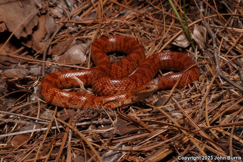 Mole Kingsnake (Lampropeltis calligaster rhombomaculata)