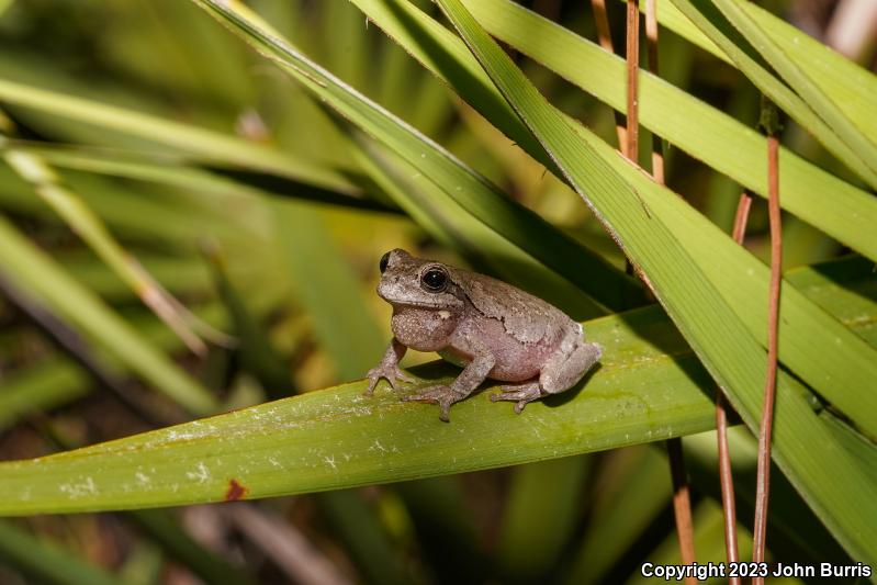 Pine Woods Treefrog (Hyla femoralis)