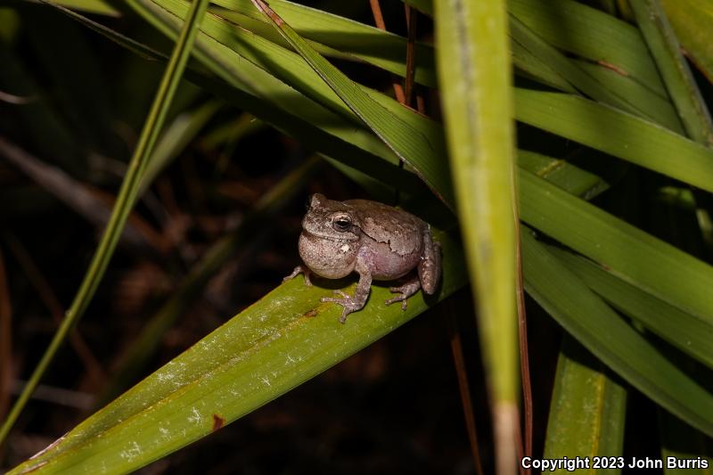 Pine Woods Treefrog (Hyla femoralis)