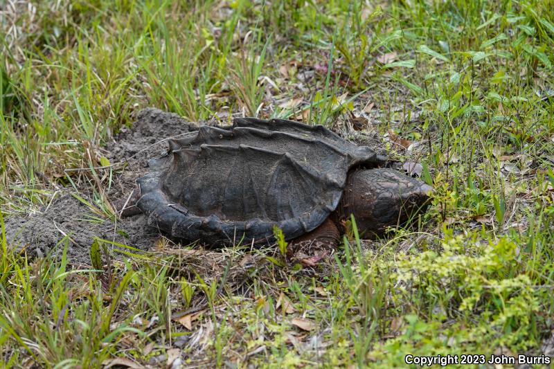 Alligator Snapping Turtle (Macrochelys temminckii)