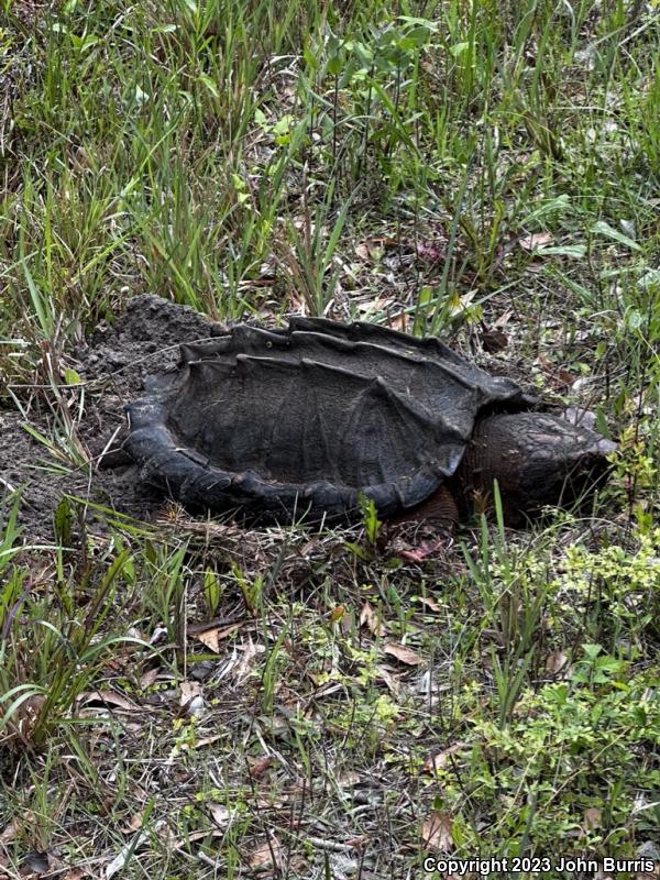 Alligator Snapping Turtle (Macrochelys temminckii)