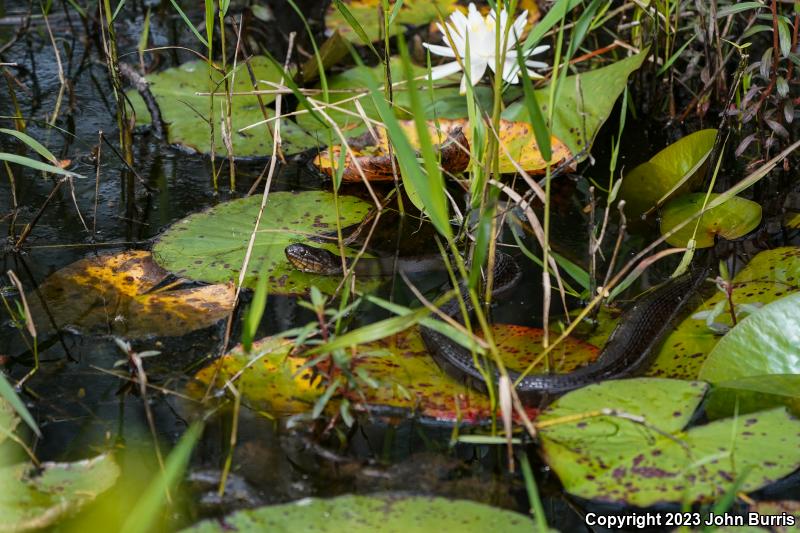Florida Green Watersnake (Nerodia floridana)