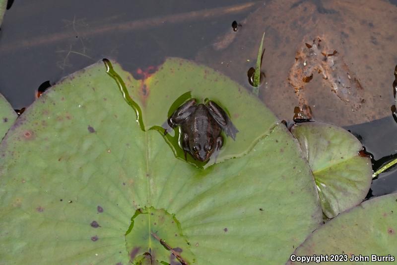 Pig Frog (Lithobates grylio)