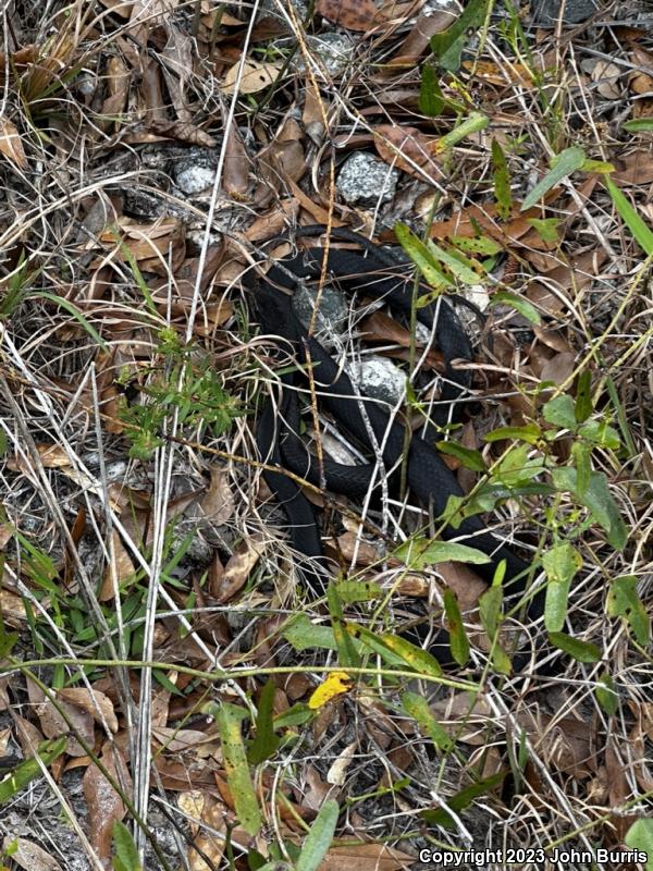 Brown-chinned Racer (Coluber constrictor helvigularis)