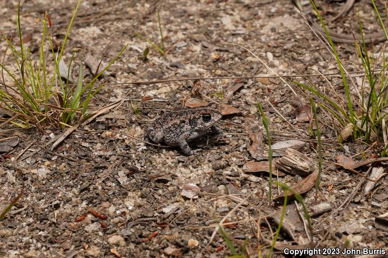 Oak Toad (Anaxyrus quercicus)