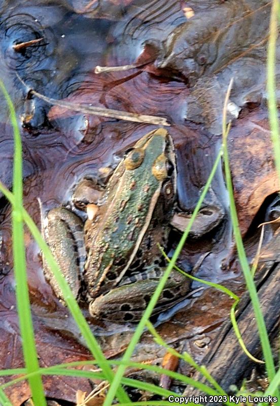 Southern Leopard Frog (Lithobates sphenocephalus utricularius)