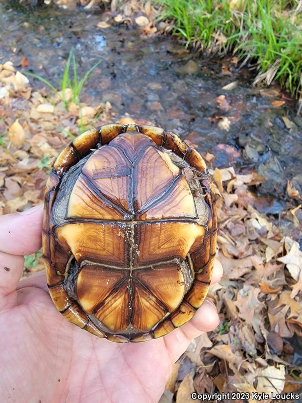 Eastern Mud Turtle (Kinosternon subrubrum subrubrum)