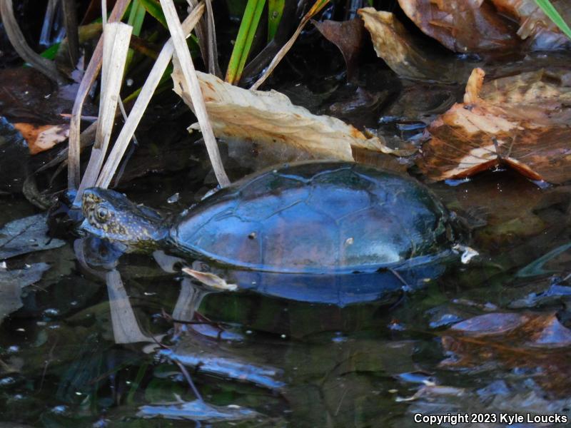 Eastern Mud Turtle (Kinosternon subrubrum subrubrum)