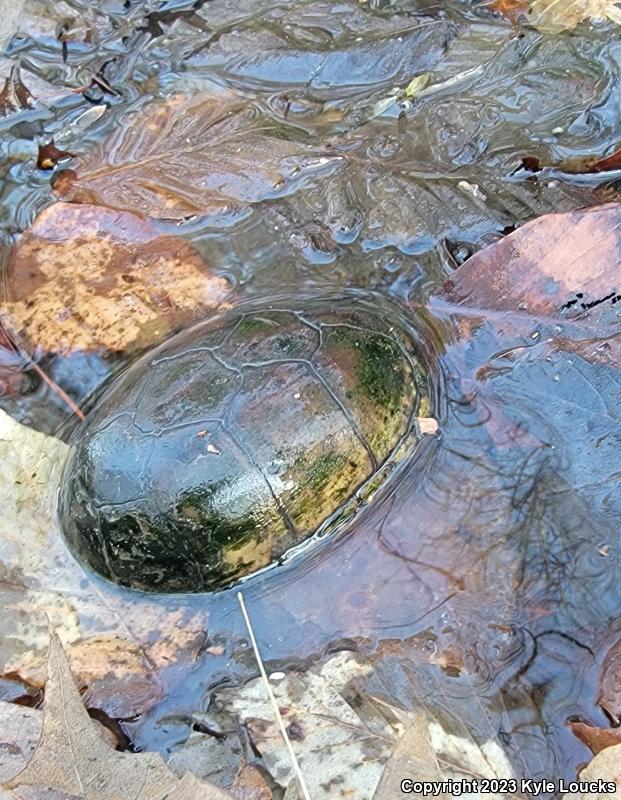 Eastern Mud Turtle (Kinosternon subrubrum subrubrum)