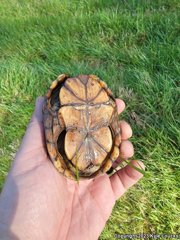 Eastern Mud Turtle (Kinosternon subrubrum subrubrum)