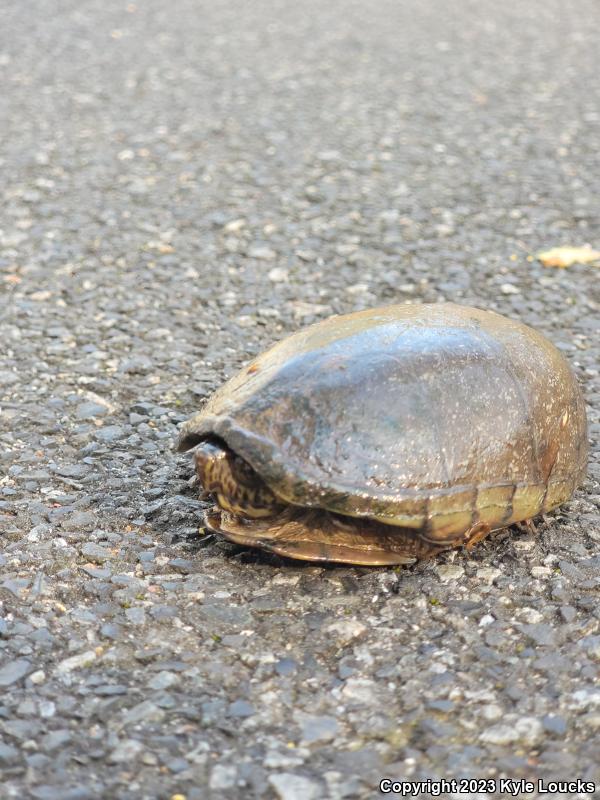 Eastern Mud Turtle (Kinosternon subrubrum subrubrum)