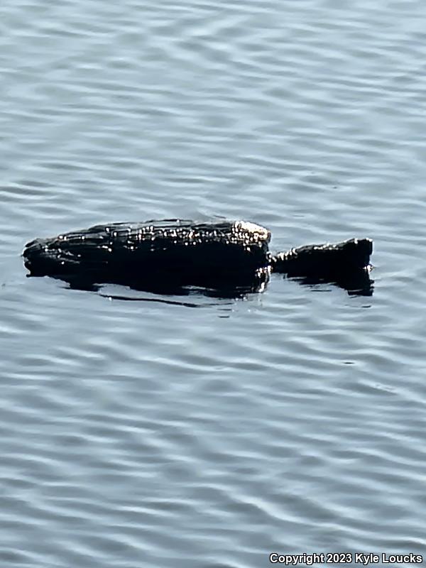 Eastern Snapping Turtle (Chelydra serpentina serpentina)