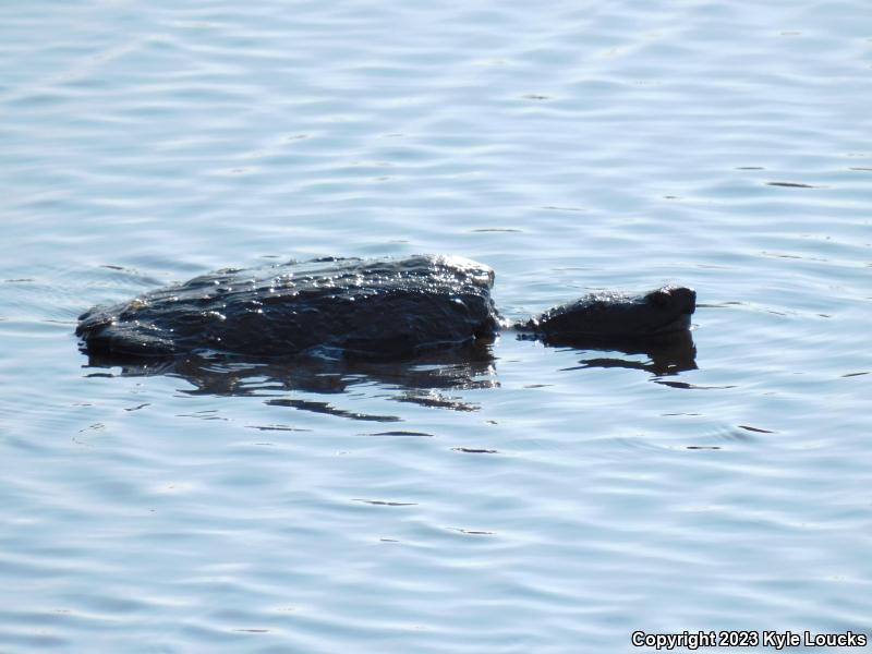 Eastern Snapping Turtle (Chelydra serpentina serpentina)