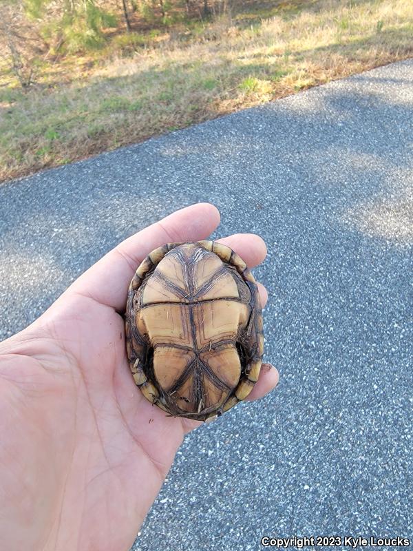 Eastern Mud Turtle (Kinosternon subrubrum subrubrum)