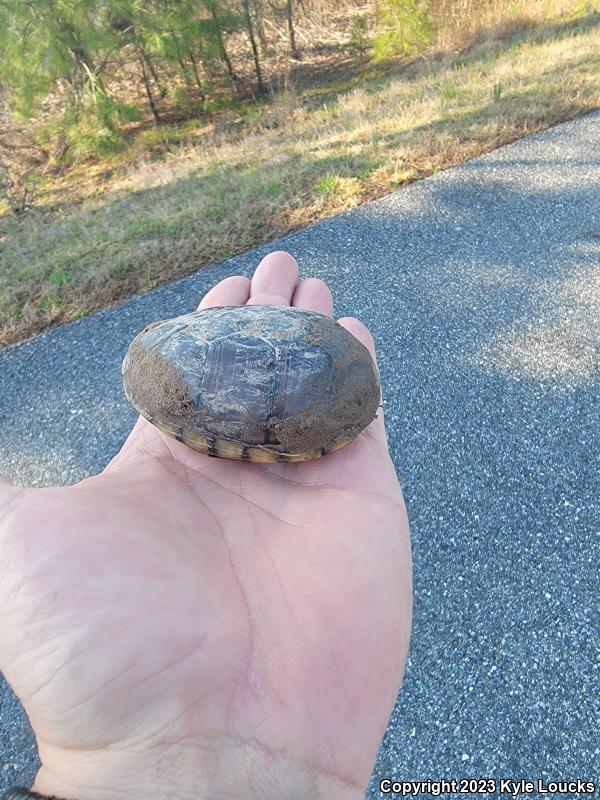 Eastern Mud Turtle (Kinosternon subrubrum subrubrum)