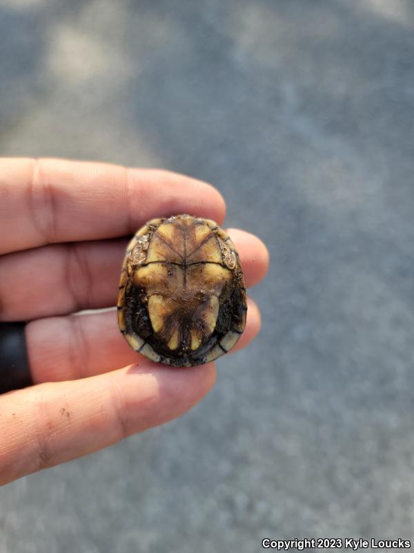 Eastern Mud Turtle (Kinosternon subrubrum subrubrum)