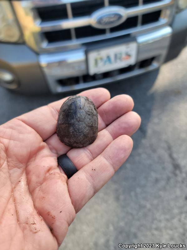 Eastern Mud Turtle (Kinosternon subrubrum subrubrum)