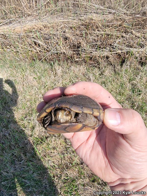 Eastern Mud Turtle (Kinosternon subrubrum subrubrum)