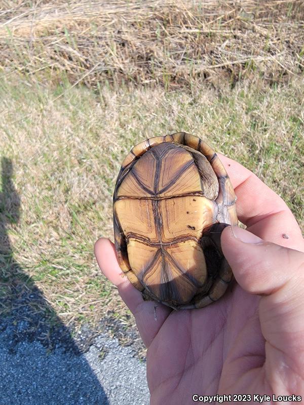 Eastern Mud Turtle (Kinosternon subrubrum subrubrum)