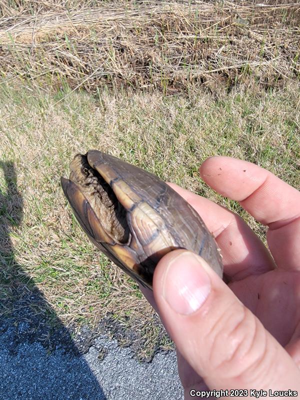 Eastern Mud Turtle (Kinosternon subrubrum subrubrum)