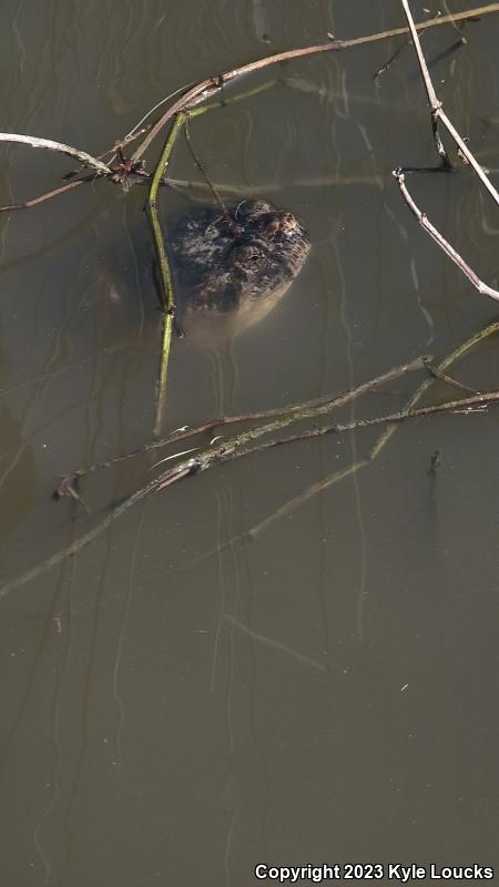 Eastern Snapping Turtle (Chelydra serpentina serpentina)