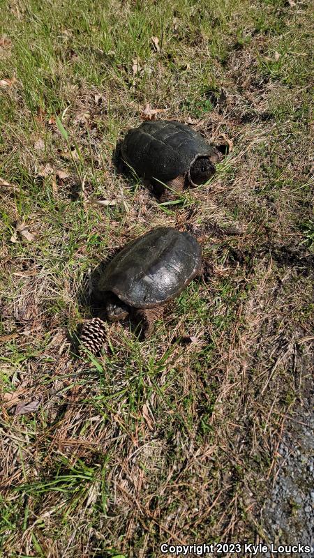 Eastern Snapping Turtle (Chelydra serpentina serpentina)