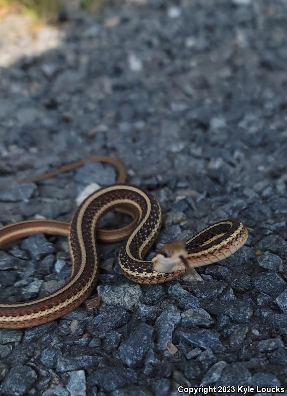 Eastern Ribbonsnake (Thamnophis sauritus sauritus)