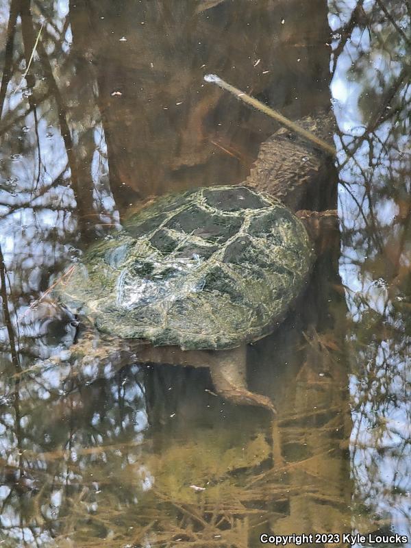 Eastern Snapping Turtle (Chelydra serpentina serpentina)