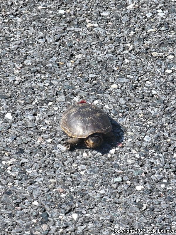 Eastern Mud Turtle (Kinosternon subrubrum subrubrum)