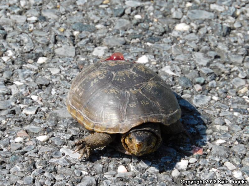 Eastern Mud Turtle (Kinosternon subrubrum subrubrum)