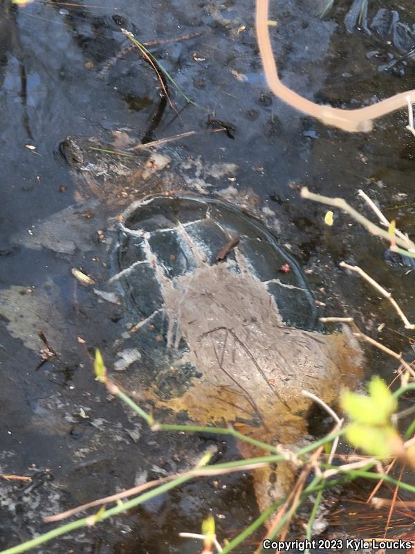 Eastern Snapping Turtle (Chelydra serpentina serpentina)