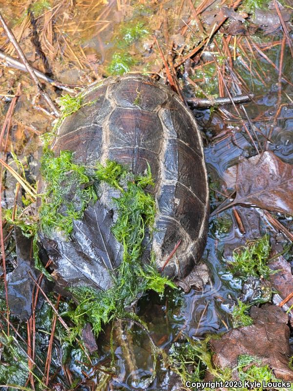 Eastern Snapping Turtle (Chelydra serpentina serpentina)