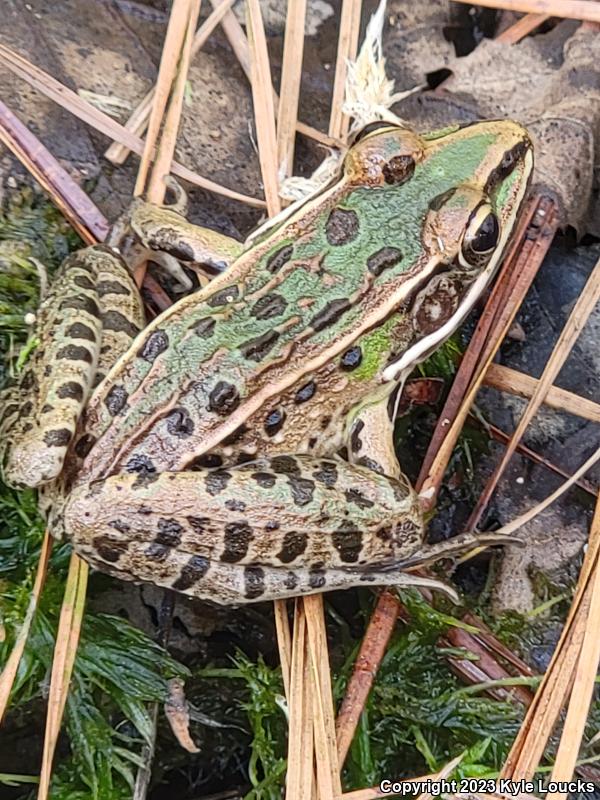 Southern Leopard Frog (Lithobates sphenocephalus utricularius)