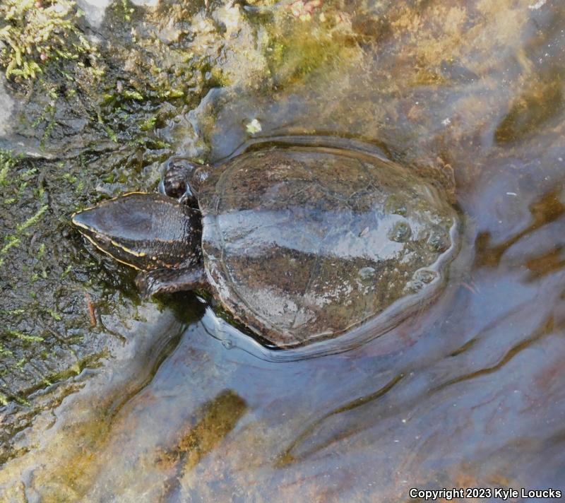 Eastern Musk Turtle (Sternotherus odoratus)