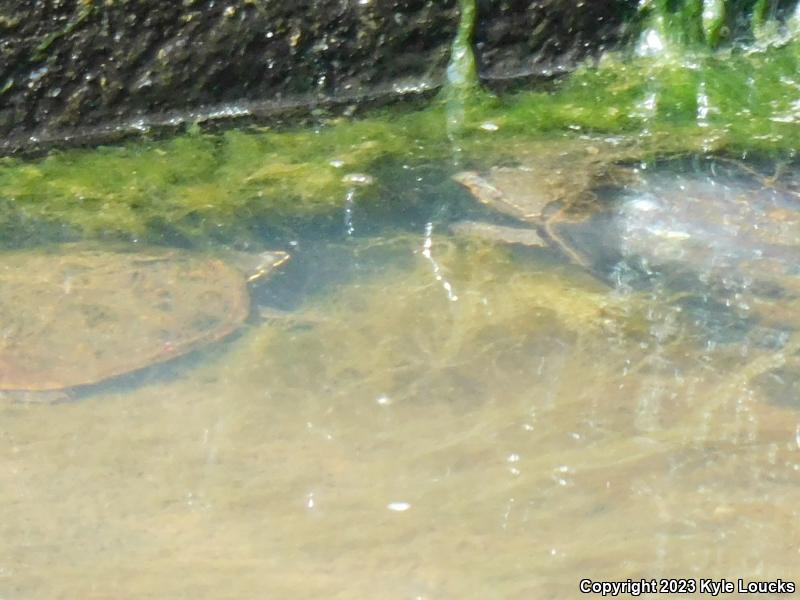 Eastern Musk Turtle (Sternotherus odoratus)