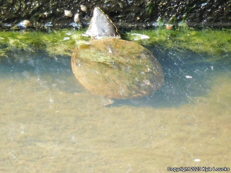 Eastern Musk Turtle (Sternotherus odoratus)