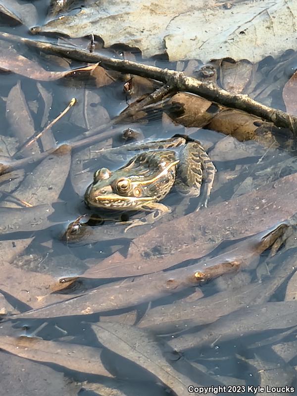 Southern Leopard Frog (Lithobates sphenocephalus utricularius)