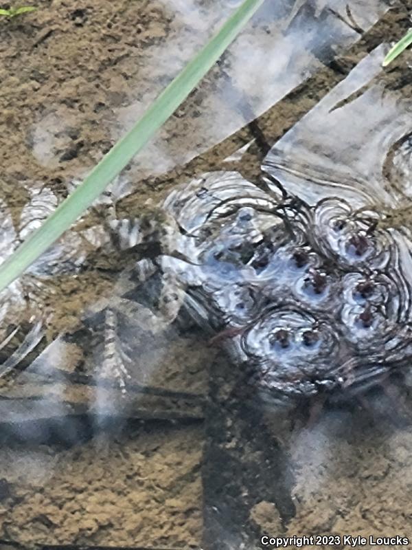 Eastern Cricket Frog (Acris crepitans crepitans)