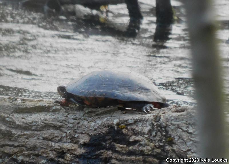 Spotted Turtle (Clemmys guttata)