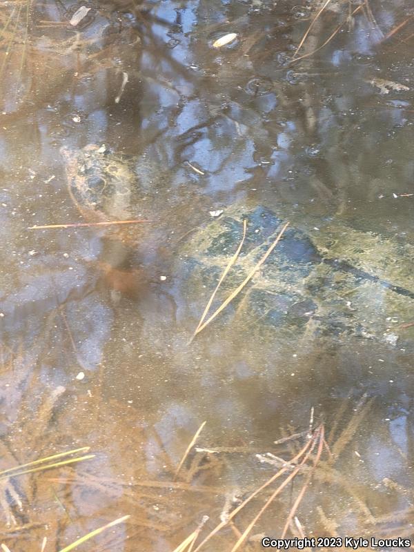 Eastern Snapping Turtle (Chelydra serpentina serpentina)